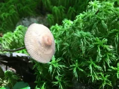 rooting bonnet thumbnail 4