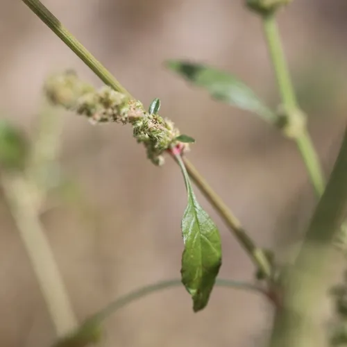 sand amaranth
