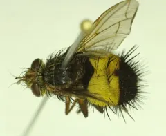 Xanthoepalpus bicolor thumbnail 2