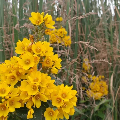 Yellow Loosestrife