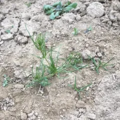 Corn spurrey thumbnail 2