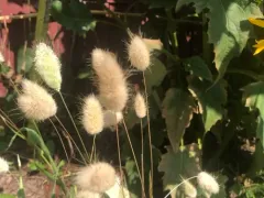 Hare's Tail Grass thumbnail 3