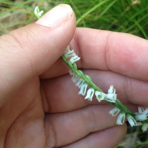 Slender Ladies' Tresses