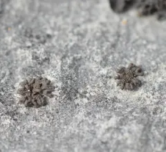 Scytinium schraderi thumbnail 3