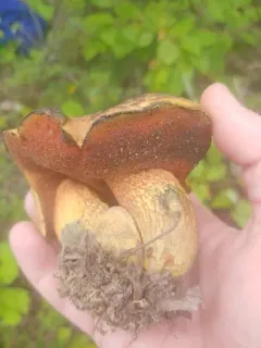 Lurid Bolete thumbnail 2