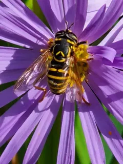 Western Hornet Fly thumbnail 3
