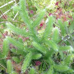 stag's-horn clubmoss thumbnail 2
