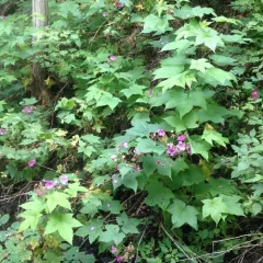 purple-flowered raspberry thumbnail 3