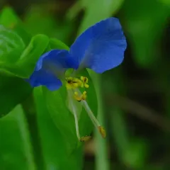 Asiatic dayflower thumbnail 3
