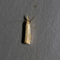 Pasture Grass-veneer thumbnail 2