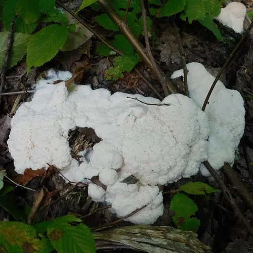 Tapioca Slime Mold