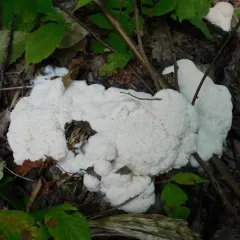 Tapioca Slime Mold thumbnail 1