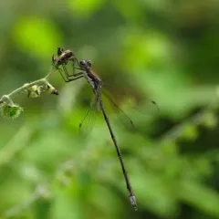Spotted Spreadwing thumbnail 2