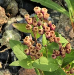 marsh fleabane thumbnail 2