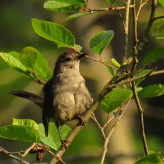 Gray Catbird thumbnail 3