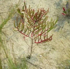 Virginia Glasswort thumbnail 2