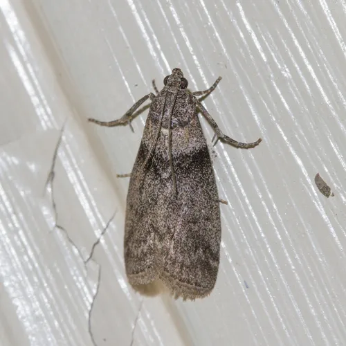 Lesser Aspen Webworm Moth