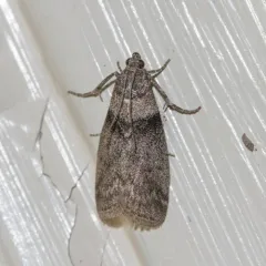 Lesser Aspen Webworm Moth thumbnail 1