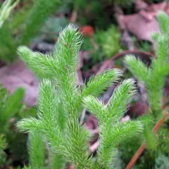 stag's-horn clubmoss thumbnail 3