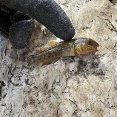 Round Goby thumbnail 4
