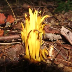 Golden Spindles thumbnail 1