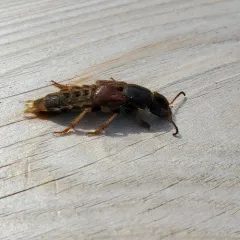 Brown Rove Beetle thumbnail 2
