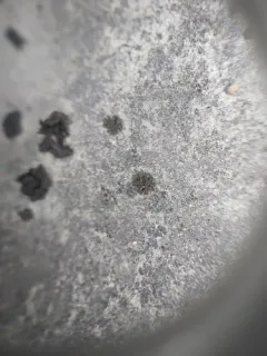 Scytinium schraderi thumbnail 4
