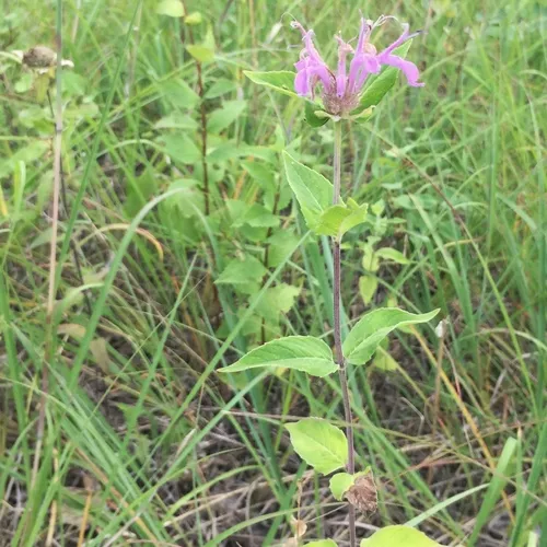 wild bergamot