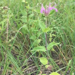wild bergamot thumbnail 1