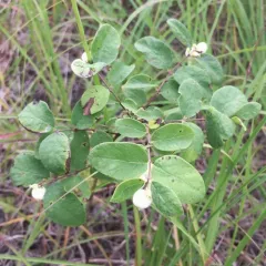 Western Snowberry thumbnail 2