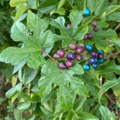 Porcelain Berry thumbnail 4