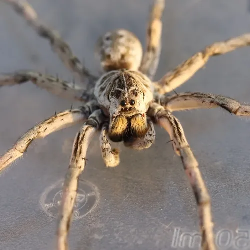 Unbanded Wolf Spider