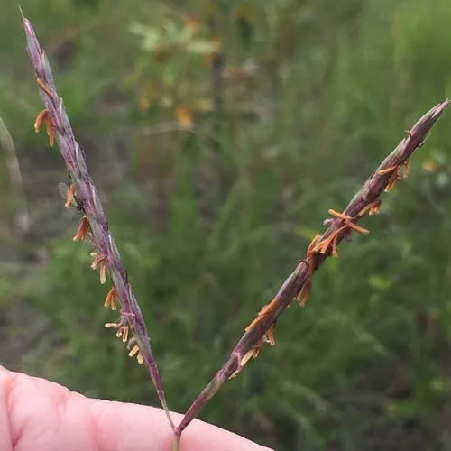 big bluestem