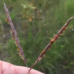 big bluestem thumbnail 1