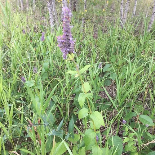 anise hyssop