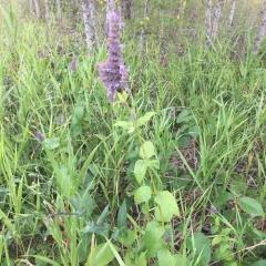anise hyssop thumbnail 1