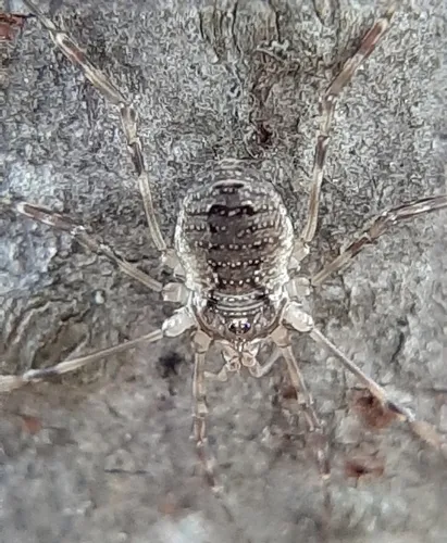 Oligolophus hansenii