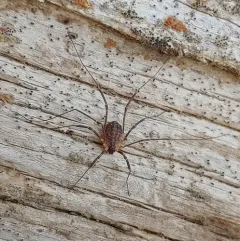 Togwotee Harvestman thumbnail 2