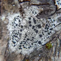 Common Button Lichen thumbnail 2