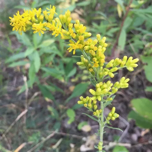 field goldenrod