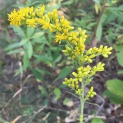 field goldenrod thumbnail 1