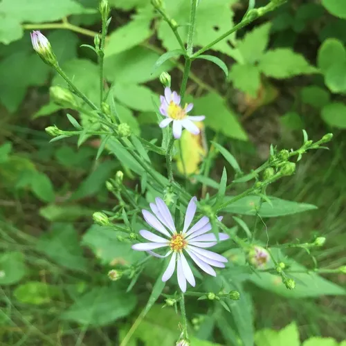 Lindley's Aster