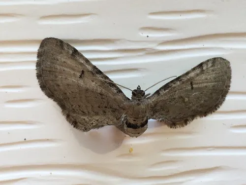 Eupithecia indistincta