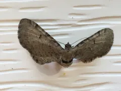Eupithecia indistincta thumbnail 1