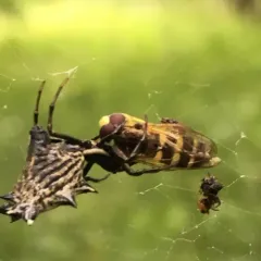 Spined Micrathena thumbnail 1