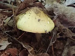 Tricholoma intermedium thumbnail 4