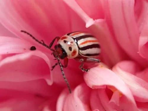Disonycha latifrons