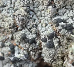 Granular Mottled-disk Lichen thumbnail 2