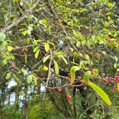 Bitter cherry thumbnail 3