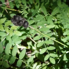 Chickpea Milkvetch thumbnail 2